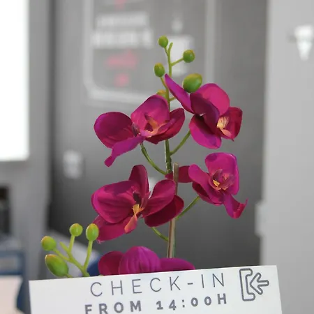 Chameleon Youth Alicante